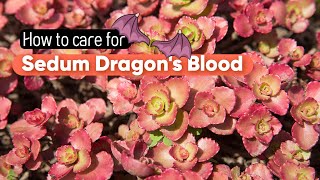 BEST TIPS  HOW TO CARE FOR DRAGONS BLOOD SEDUM  SCHORBUSER BLUT [upl. by Haukom283]