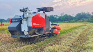 Kubota King Pro High Speed Cutting Paddy  Kubota New Harvester [upl. by Cyndy]