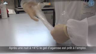 Immunodiffusion en gélose IDG [upl. by Notaes]