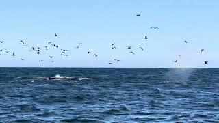 Humpbacks Chin Slapping Lunge Feeding and Breaching in Monterey [upl. by Publius]