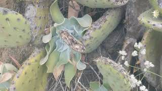 Dudleya pulverulenta Live Forever Rock Plant [upl. by Assirim]