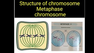 Metaphase chromosome  st of chromosome  Msc Botany neet tgt pgt  medical entrance [upl. by Petrina]