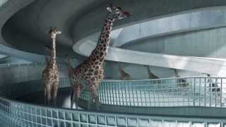 High Diving Giraffes [upl. by Llorre327]