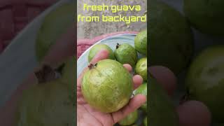 Fresh and Crispy Guava Fruit from Backyard [upl. by Nayb876]