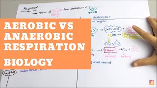 Biology  Aerobic vs Anaerobic Respiration [upl. by Minsat]