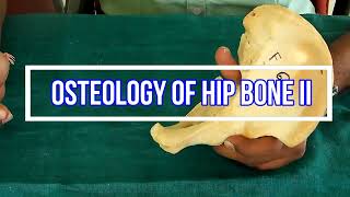 Osteology of Hip bone II Side side determination  Anatomical Position  Attachments  Applied [upl. by Onavlis]