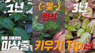 마삭줄 키우기 2편 🌿 오색마삭줄 초설 마삭줄 번식 🌙 trachelospermum asiaticum care [upl. by Eigger531]