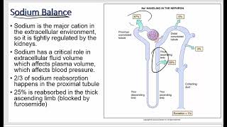 Renal Physiology  Reabsorption Secretion and Excretion [upl. by Haroldson]