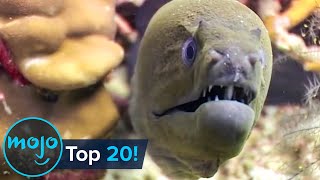 Top 20 Most Dangerous Ocean Creatures in the World [upl. by Ennayrb]