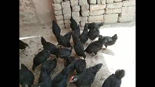 Australorps hens available hai [upl. by Namra]