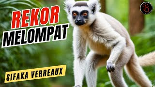 LEMUR SIFAKA VERREAUX‼️ LOMPATANNYA SAMPAI SEPULUH METER  LEMUR lemursifaka lemur dikliksaja [upl. by Suoicerp]