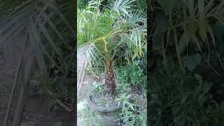 নার্সারি new real newstatus shorts flowers garden nurseryrhymes viralshort ফুল বাগান [upl. by Zebada]