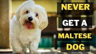 7 Reasons Why You Should Never Own Maltese Dogs [upl. by Oakie]