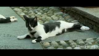 quotIrgendwie und Sowiesoquot eine Katze am Lago Maggiore  TessinTicino [upl. by Wes]