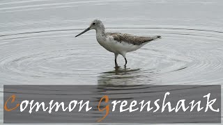 Common Greenshank Tringa nebularia Bird Call amp Video  Stories Of The Kruger [upl. by Yelsnit]