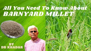 ALL THAT YOU NEED TO KNOW ABOUT BARNYARD MILLET  DR KHADAR [upl. by Aillicsirp]