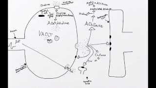 Cholinergic Synapse [upl. by Atnahc]