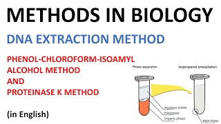 DNA extraction methods  Phenol Cholorofom Isoamyl Alcohol method and Proteinase K method English [upl. by Tani151]