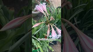 Crinum Lily’s in our Terrace garden shotrs [upl. by Assiled]