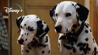 The Puppies get their Collars – 101 Dalmatians HD Movie Clip [upl. by Hullda]