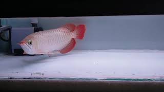 arowana super red kapuas hulu [upl. by Roderich]