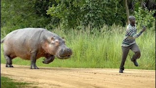 Les Hippopotames du Parc Upemba dévastent les champs et tuent les villageois [upl. by Rouvin]