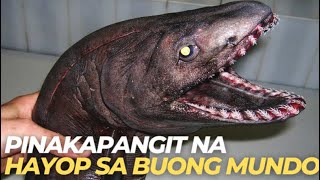 10 Pinakapangit na hayop sa buong mundo  Kaalaman  Echo [upl. by Eromle]