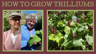 How to grow Trilliums these delightful woodland plants just need PATIENCE [upl. by Lew]