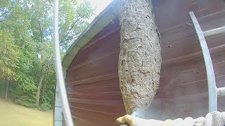 5 foot tall Hornets nest attack while its destroyed [upl. by Asik]