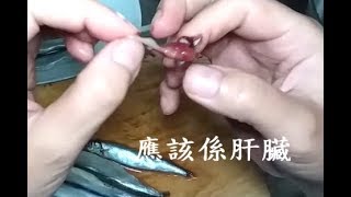 多春魚原來可以這樣除腸 How to remove Capelin gut 【20無限】 [upl. by Arlena]