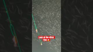 Shorts Silver Fish fishing silverfish smallfishes fish fishingvideo fishingtrip squidding [upl. by Allesig]