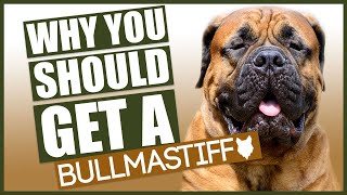 BULLMASTIFF 5 reasons Why YOU SHOULD GET A Bullmastiff [upl. by Raila]