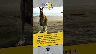 Australia A Biodiversity Wonderland with Unique Wildlife and Stunning Ecosystems 🇦🇺 facts shorts [upl. by Jabon]