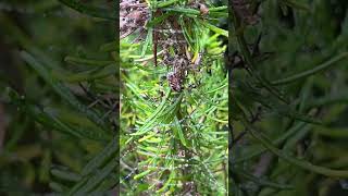 Early Large garden spider on Rosmarinus ‘Green Ginger’ [upl. by Farron]