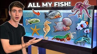 ALL MY FISH amp RARE EXOTIC ANIMALS room tour [upl. by Ennazzus72]