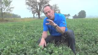 When Should You Spray Your Clover  Peter Johnson [upl. by Scarlet949]