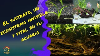 El sustrato un ecosistema invisible y vital en tu acuario [upl. by Tterrab]