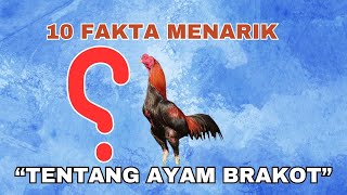 Inilah 10 Fakta Menarik Tentang Ayam Brakot [upl. by Jarred577]