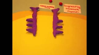 Receptor Tyrosine Kinases [upl. by Hersh866]