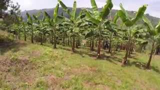 Tomas aéreas con DRONE  Cultivo de Plátano en Ladera SENA Risaralda [upl. by Gnourt]