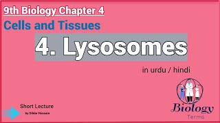 Lysosomes Structure and Function in Urdu\Hindi  Lysosomes Class 9 [upl. by Ykcaj]