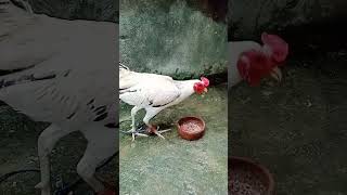 masunorin Ang aking Kanawayon Hennie rooster trending backyard viralvideo [upl. by Tabb]