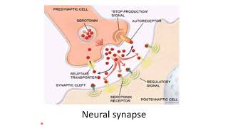 Lecture 4 part 2 Neurons synapses reflexes and impulse with action potential [upl. by Sada]