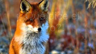 ♥The fox  Ylvis  Letra en español♥ [upl. by Leirud]