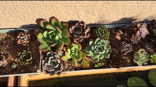 SUCCULENTS BASKING IN EARLY MORNING DIRECT SUNLIGHT  SUCCULENT CARE TIPS [upl. by Seys]