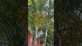 Arecanut Interior Tree  Surya Zimba shortvideo [upl. by Eikcaj]