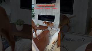 Living with Vizslas vizsla birddog funnydogs funny happydog doglife dogs shorts dogshorts [upl. by Okika]