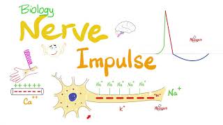 Action Potential  Nerve Impulse Transmission  Neurons  Biology Series [upl. by Radu]