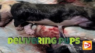 Our dog giving natural birth to American Bully puppies [upl. by Ajim]