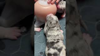 American bully puppies americanbully breeding puppy puppies puppydog bully [upl. by Ientruoc]